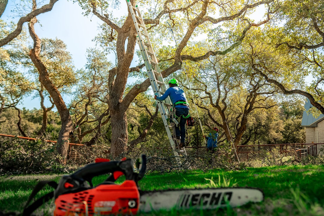 Tree service crew removing a large tree in Longview, TX